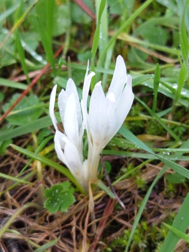 Colchicum atticum