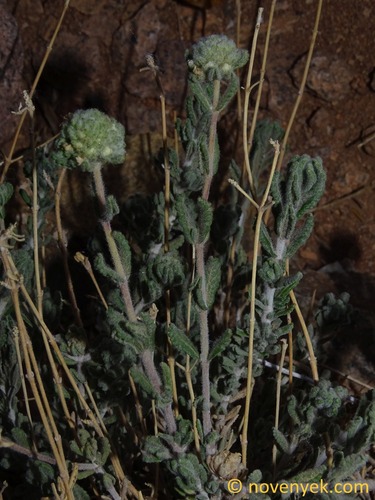 Teucrium pilosum iNat (1)