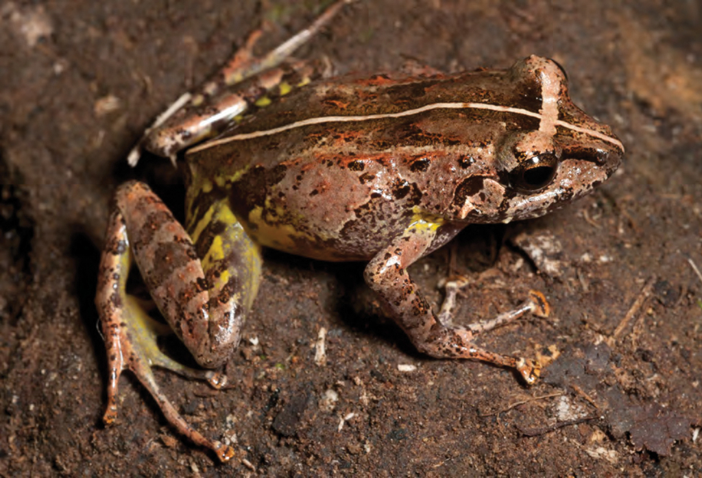 Horned Forest Frog