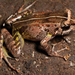Horned Forest Frog - Photo (c) Brown R, Siler C, Oliveros C, Welton L, Rock A, Swab J, Van Weerd M, van Beijnen J, Rodriguez D, Jose E, Diesmos A, some rights reserved (CC BY)