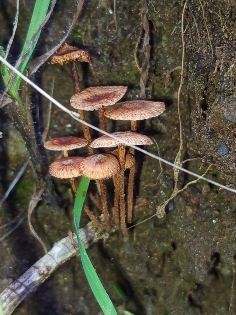 Crinipellis scabella · January 2026 · photo: © meaglinumut (iNaturalist, cc-by)