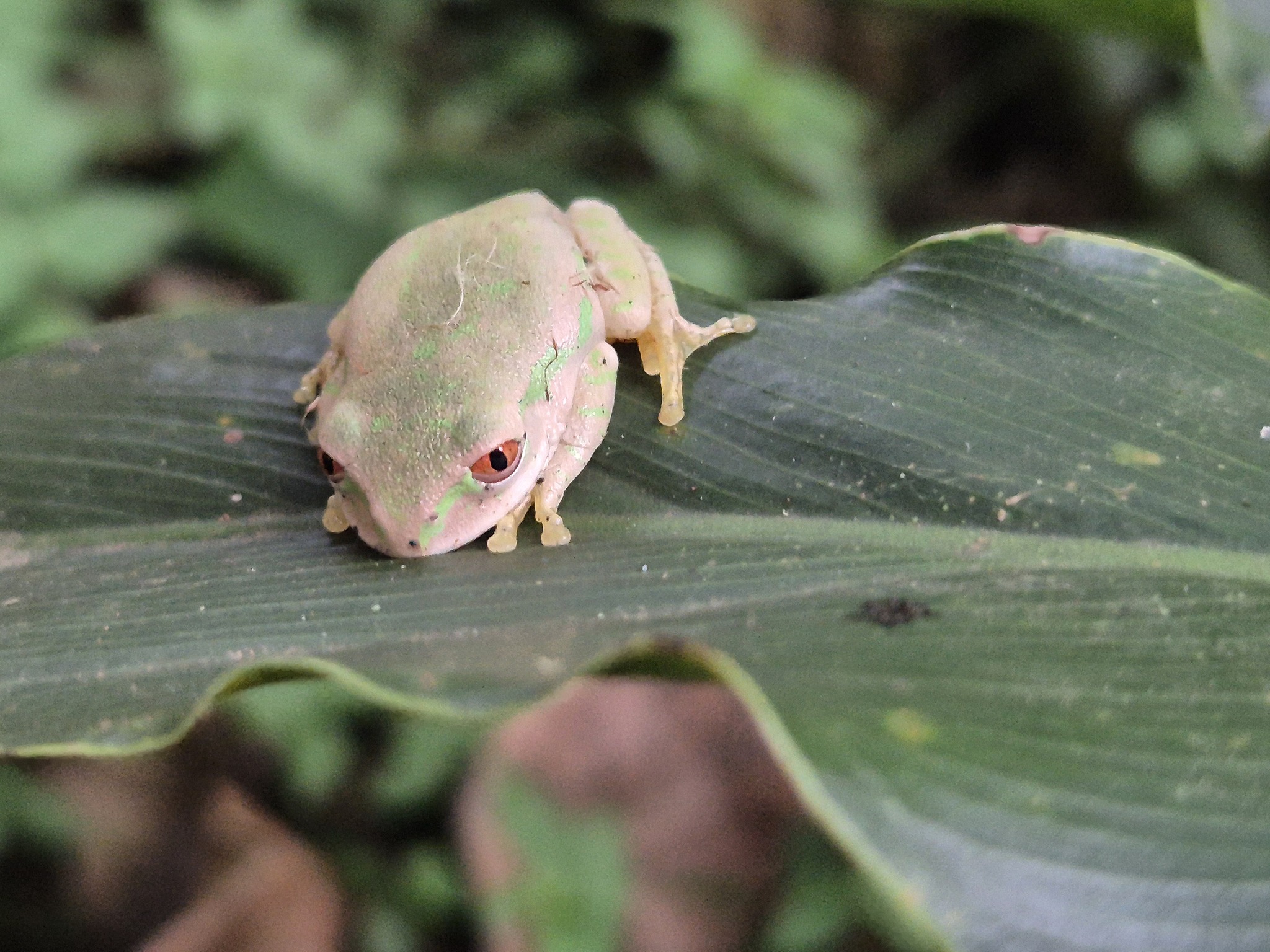 Leptopelis natalensis (Smith, 1849)
