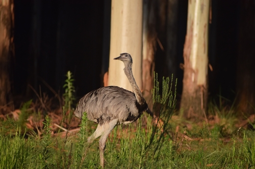 Greater Rhea (Rhea americana), photo 4