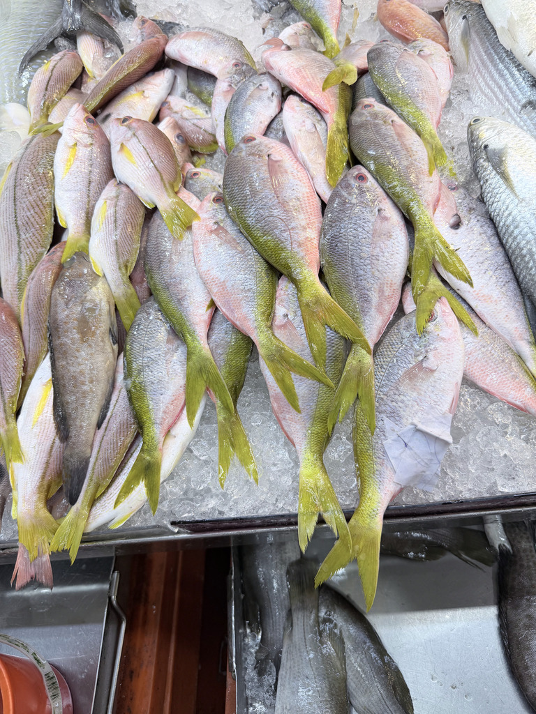Bluespot mullet (Moolgarda seheli) — Mugilidae
