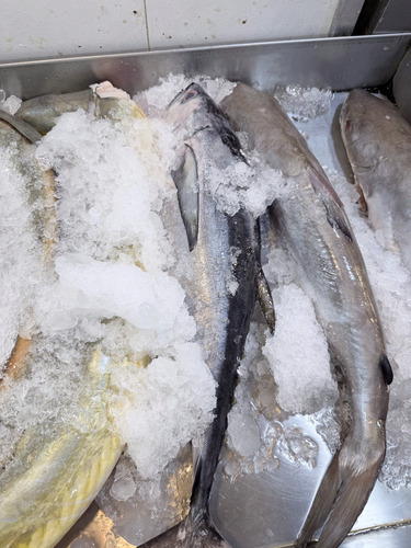 Longtail tuna (Thunnus tonggol) — Scombridae