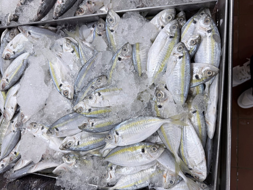Gold-banded scad (Selaroides leptolepis) — Carangidae — 4