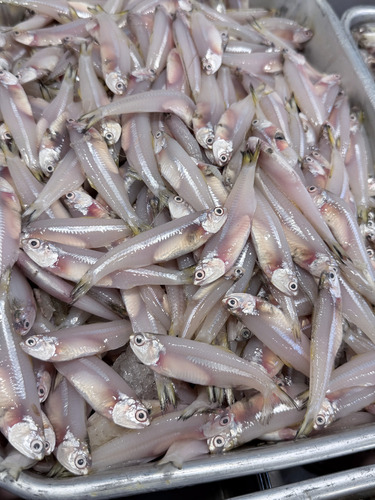 Anchovy (Stolephorus tri) — Engraulidae — 2