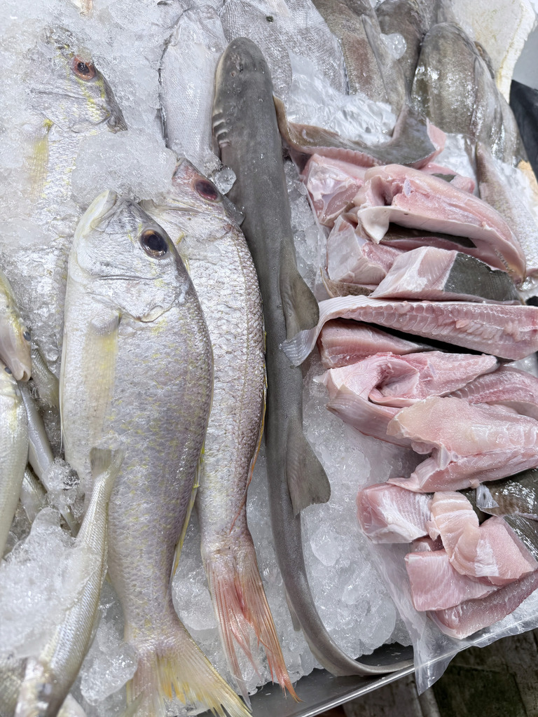 Goudband-snapper (Pristipomoides multidens) — Lutjanidae
