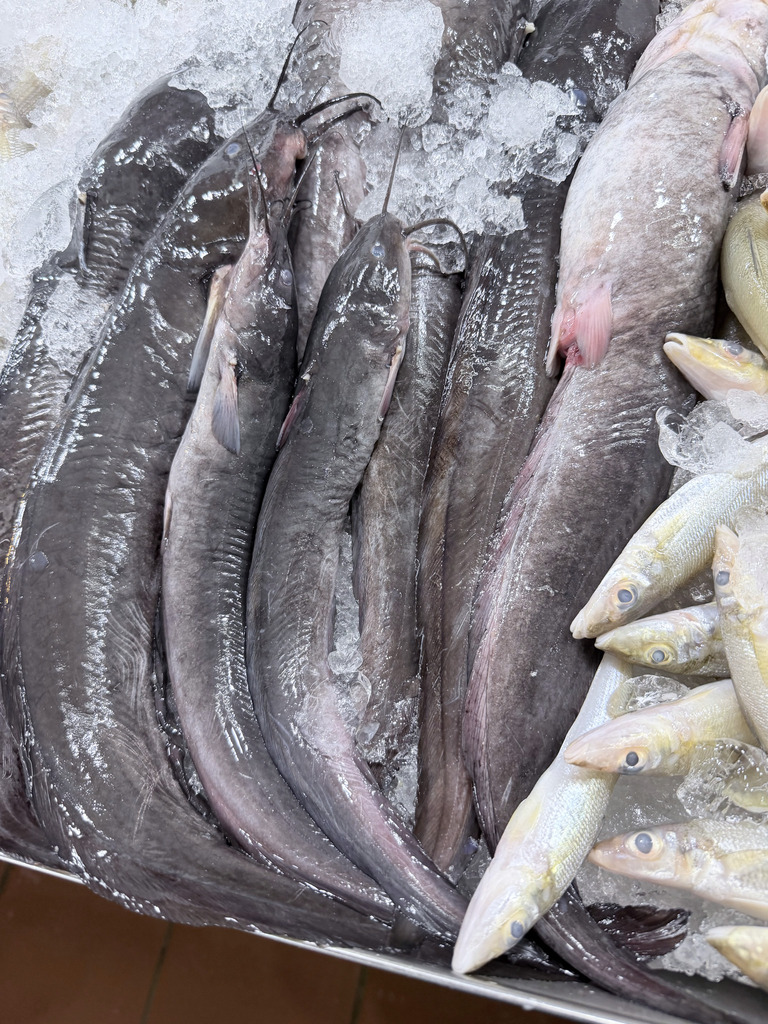 Barbel-eel catfish (Plotosus canius) — Plotosidae