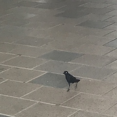 Quiscalus niger brachypterus