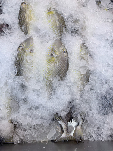 Flat-nailed triggerfish (Abalistes stellatus) — Balistidae