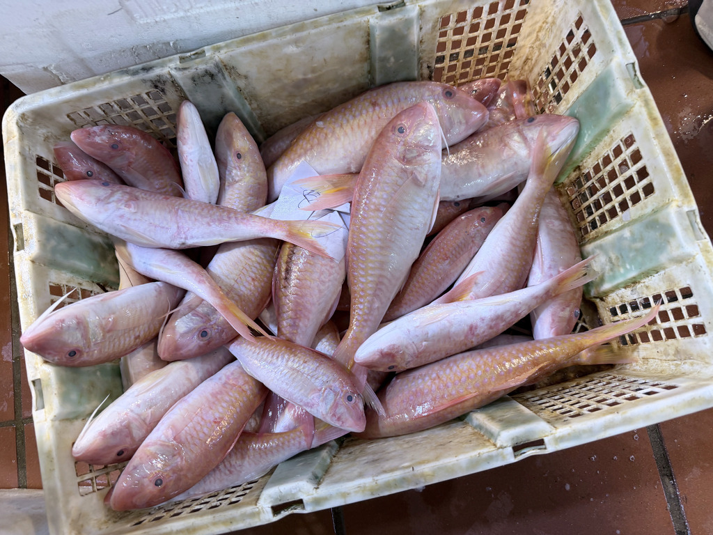 Bighead goatfish (Parupeneus heptacanthus) — Mullidae
