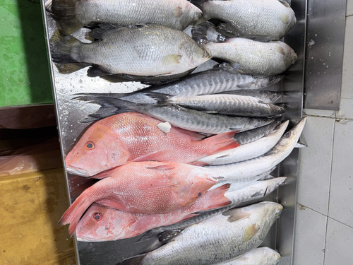 Emperor bream (Lutjanus sebae) — Lutjanidae — 2