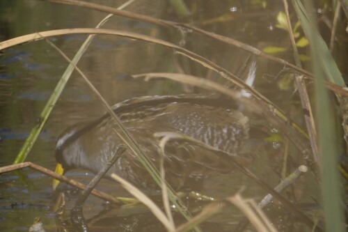 Sora (Porzana carolina), photo 4