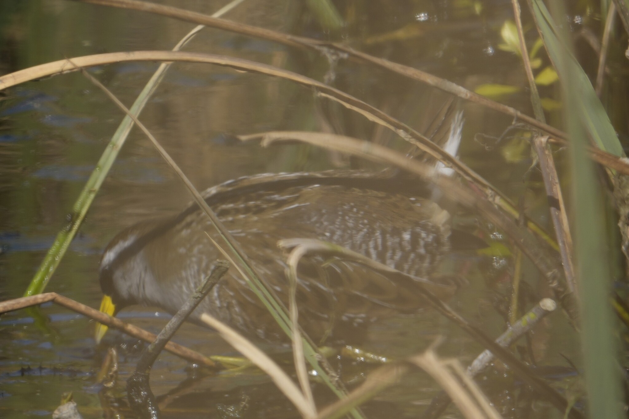 Sora (Porzana carolina), photo 4