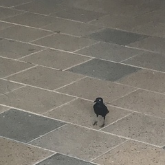 Quiscalus niger brachypterus