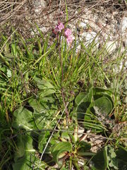 Silene colorata
