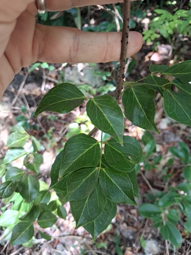 Amyris elemifera, photograph 1