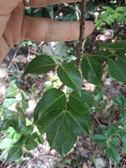 Amyris elemifera