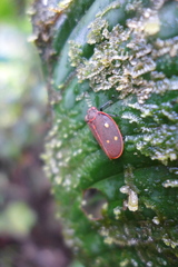 Iphirhina perfecta