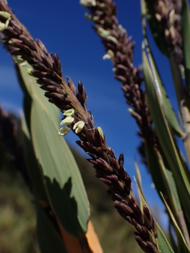 paramo bamboo (Chusquea subtessellata)
