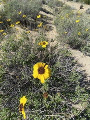 Encelia asperifolia