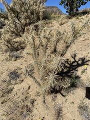 Cylindropuntia molesta molesta