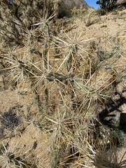 Cylindropuntia molesta molesta