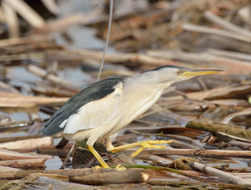 iNaturalist: (c) Georges Olioso, some rights reserved (CC BY-NC), uploaded by Georges Olioso iNaturalist image