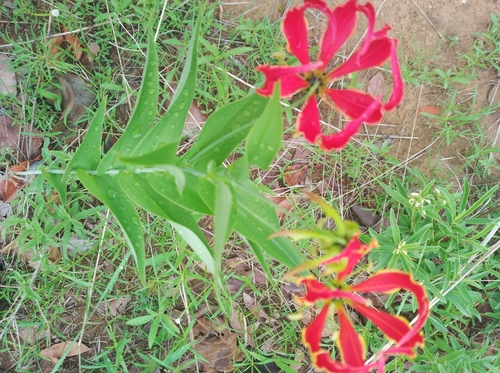 flame lily