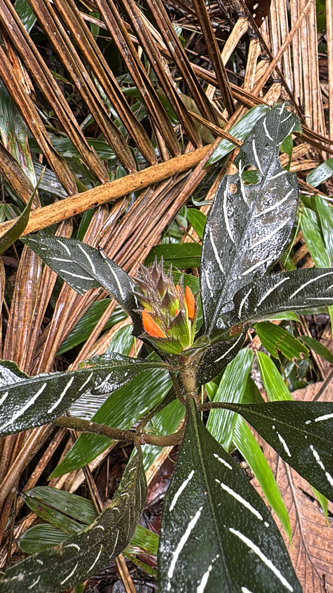 Aphelandra margaritae É.Morren