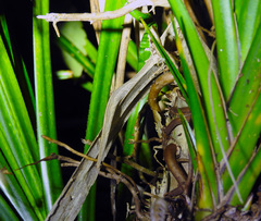 Toropuku inexpectatus