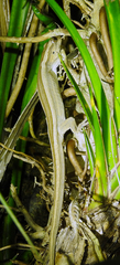 Toropuku inexpectatus