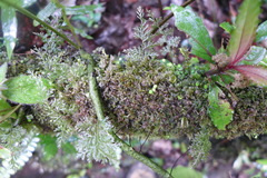 Hymenophyllales