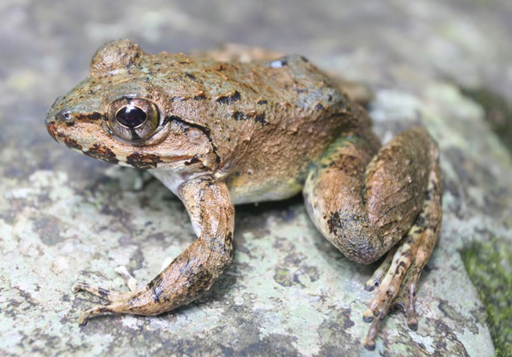 Luzon Fanged Frog