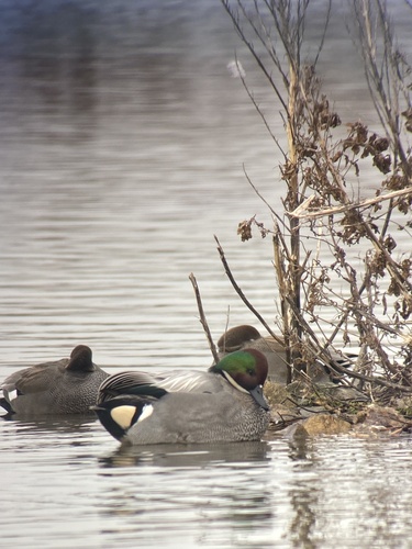 Falcated Duck (Mareca falcata), photo 4