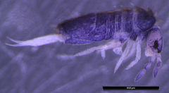 Lepidocyrtus cyaneus