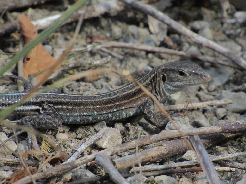 Ameiva nodam