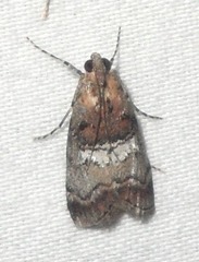 Pococera militella