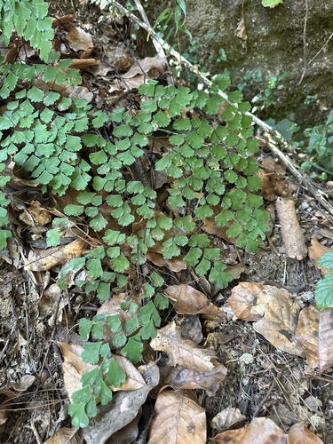 Adiantum andicola, photograph 2