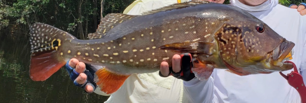 Speckled Peacock Bass
