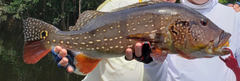 Speckled Pavon photo 4