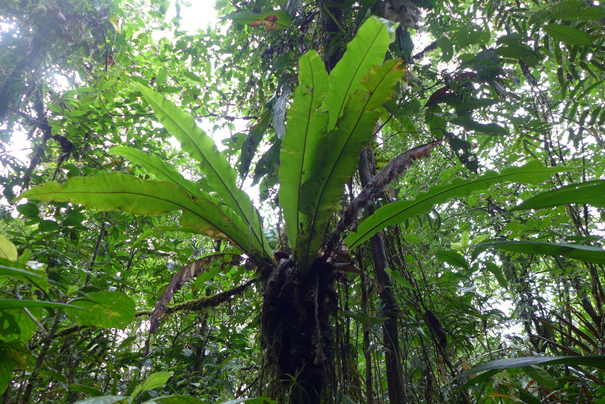 Asplenium serratum