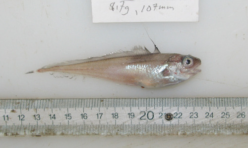 Longfin hake (Phycis chesteri) — Phycidae — 4