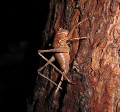 Atlanticus pachymerus