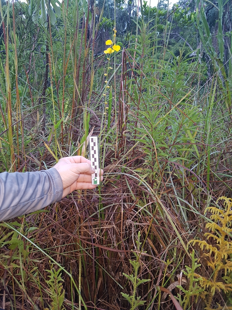 Utricularia praelonga A.St.-Hil. & Girard 4