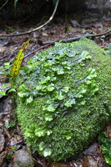 Hymenophyllales