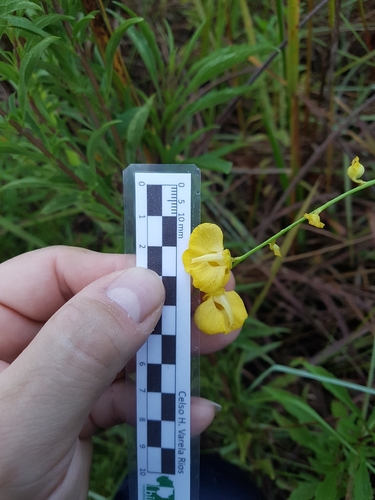 Utricularia praelonga, photograph 3