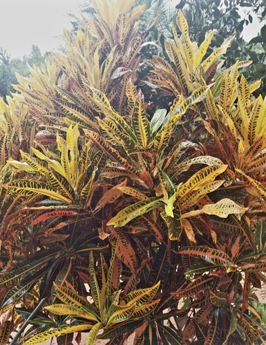 Variegated Croton