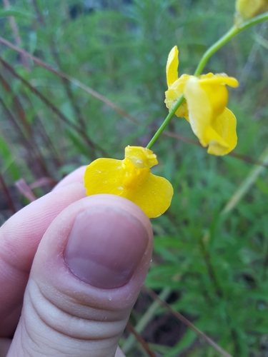 Utricularia praelonga, photograph 4